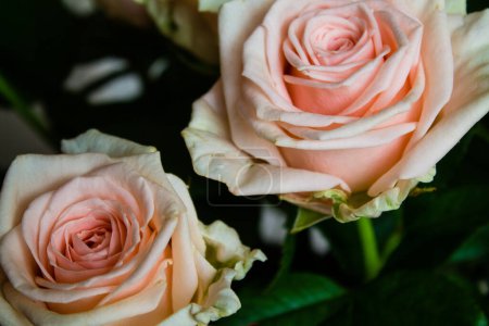 Nahaufnahme schöner rosa und weißer Rosen auf schwarzem Hintergrund. Selektiver Fokus.