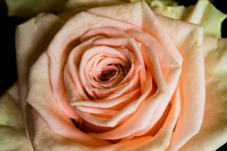 Photo for Beautiful pink rose close-up macro photo with shallow depth of field - Royalty Free Image