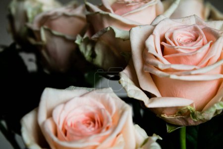 Photo for Pink and white roses closeup. Bouquet of fresh flowers. - Royalty Free Image
