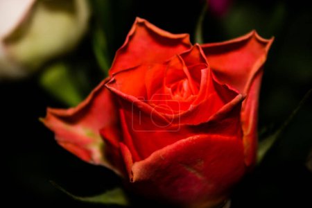 Photo for Beautiful red rose on black background, close-up, macro - Royalty Free Image