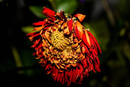 Photo for Dahlia flower in garden ( HDR image ) - Royalty Free Image