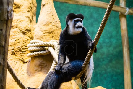 Foto de Mono colobo blanco y negro sentado en una cuerda en un zoológico - Imagen libre de derechos