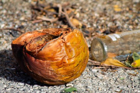 Coconut on the ground with a glass bottle in the background.