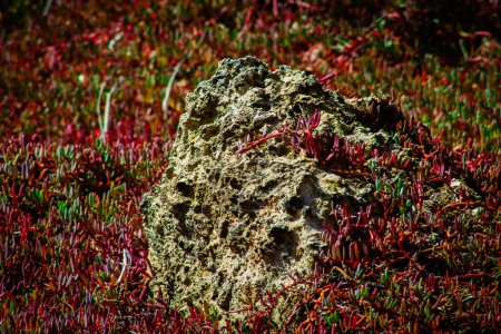 A closeup of a stone in the middle of a field of red grass