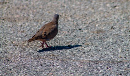A closeup shot of a bird on the ground with blurred background