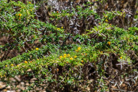 Foto de Flores amarillas del árbol de Acacia dealbata, Acacia dealbata. - Imagen libre de derechos