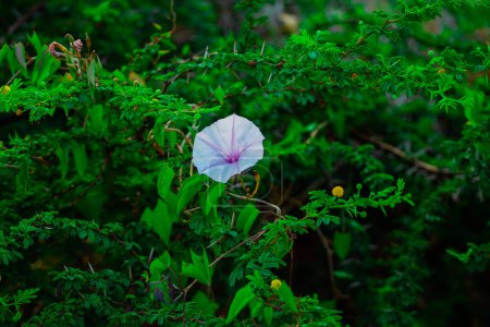 Téléchargez les photos : Ipomoea pes-caprae fleurit sur le fond vert des feuilles dans le jardin - en image libre de droit