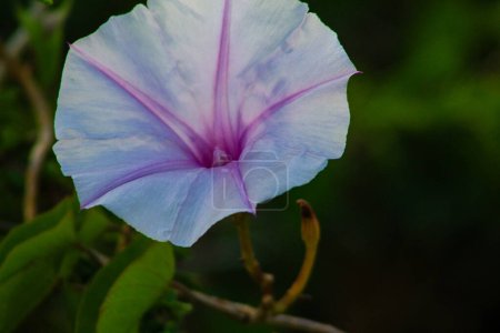 Téléchargez les photos : Ipomoea pes-caprae fleur dans le jardin - en image libre de droit