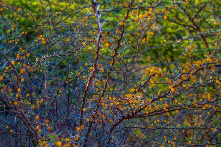 Gelbe Blüten des Akazienbaums, Acacia dealbata.