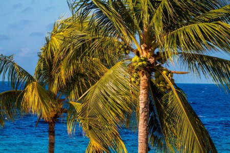 Kokospalme mit Kokosnüssen auf blauem Meeresgrund