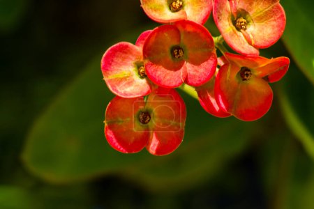 Close up of Euphorbia milii flowers in the garden.