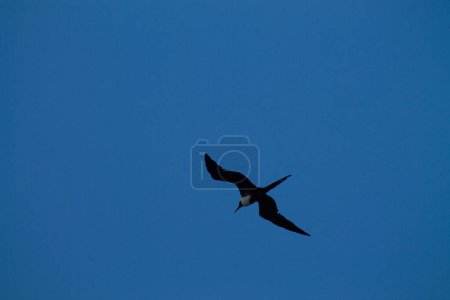 Fregattvogel fliegt in den blauen Himmel über dem Meer.