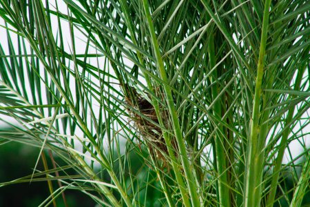 Nest of a bird on a green branch of a palm tree