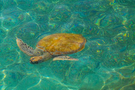 Green sea turtle swimming in the clear water of the Caribbean Sea