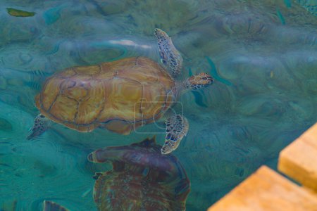 Green sea turtle swimming in the clear water of the Caribbean Sea.