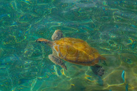 Green sea turtle swimming in the clear water of the Caribbean Sea.