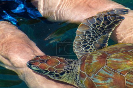 Green Sea Turtle (Chelonia mydas) swims in the water.