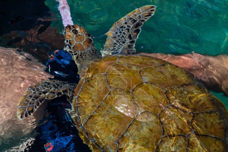 Green Sea Turtle (Chelonia mydas) swims in the water.