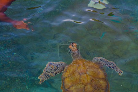 Green Sea Turtle nadando en el mar con humanos en el fondo