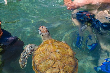 Sea turtle swimming in the sea. Sea turtles in the water.