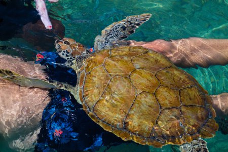 Hawksbill-Meeresschildkröte (Chelonia mydas) ist eine Meeresschildkrötenart, die in Amerika beheimatet ist.