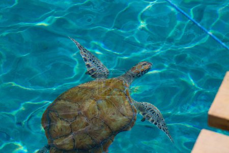 Grüne Meeresschildkröte schwimmt im Meer.