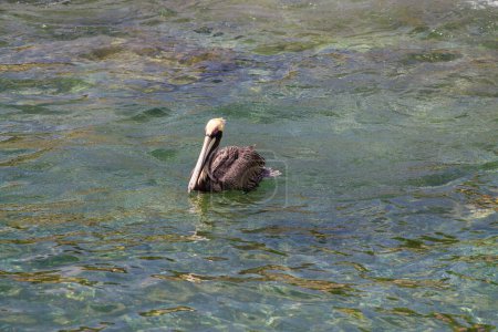 Brown pelican (Pelecanus occidentalis) swimming in the water