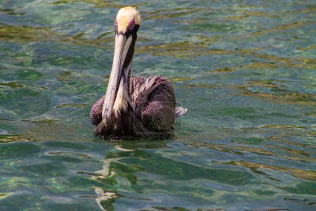 Brown pelican (Pelecanus occidentalis) swimming in the water