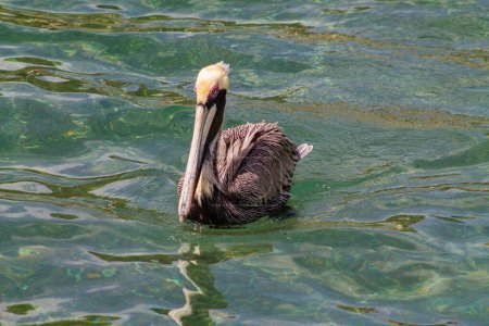 Pélican brun (Pelecanus occidentalis) nageant dans l'eau