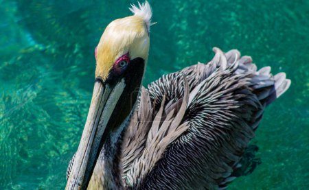 Brown pelican swimming in the water. Pelican in the zoo.