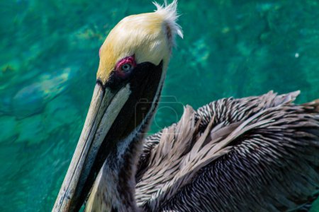 Brown pelican swimming in the water. Pelican in the zoo.