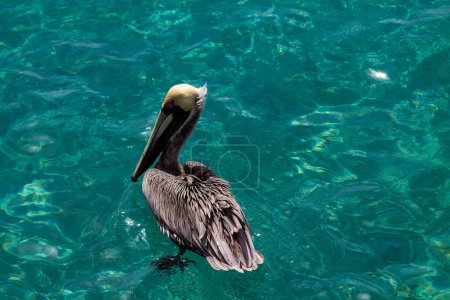 Pelikan im türkisfarbenen Wasser der Karibik