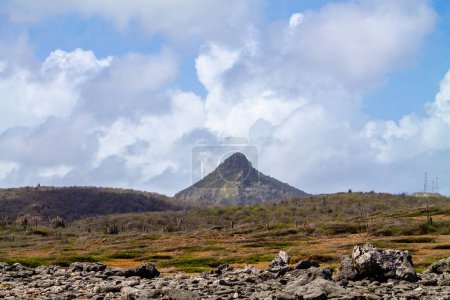 Eidechse auf den Felsen in der Wüste der Insel Curacao