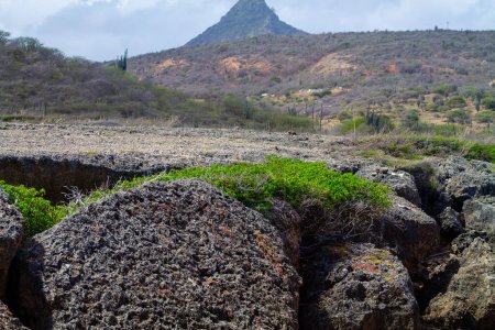 lézard sur les rochers dans le désert de l'île de Curaçao