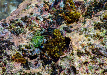 Krabbe auf den Felsen im Meer, Nahaufnahme von Foto
