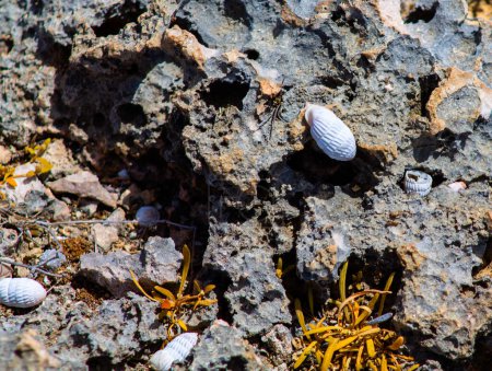 Weiße Muschel auf dem Felsen, Nahaufnahme einer Muschel