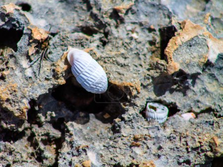 Photo for White seashell on the rock, closeup of a seashell - Royalty Free Image