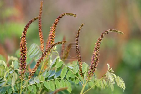 Téléchargez les photos : Gros plan sur les inflorescences d'Amorpha fruticosa sur un fond flou à la lumière douce du matin - en image libre de droit
