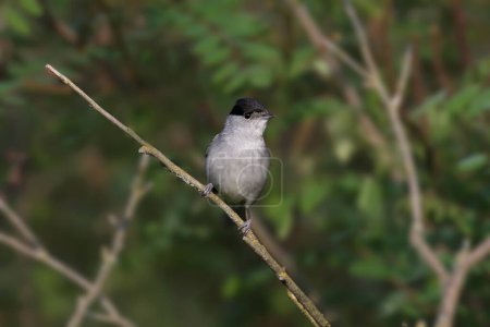Foto de Una gorra negra euroasiática masculina (Sylvia atricapilla) en plumaje reproductivo es fotografiada de cerca en su hábitat natural. - Imagen libre de derechos