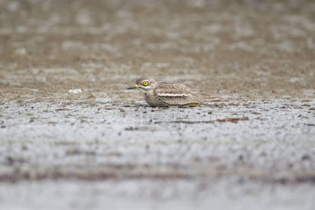 Foto de Varón euroasiático de piedra rizada (Burhinus oedicnemus) se encuentra en la orilla del estuario tratando de fusionarse con el medio ambiente. Foto de cerca de un pájaro con un enorme ojo amarillo - Imagen libre de derechos