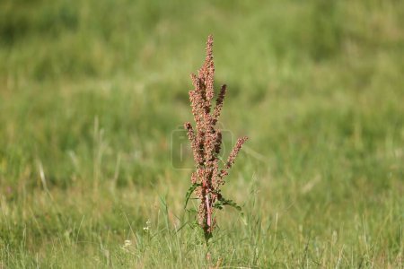 Téléchargez les photos : Photo en gros plan d'un buisson solitaire en pleine croissance Rumex confertus (quai russe) sur fond de prairie vert vif - en image libre de droit