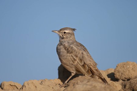 Photo for Male crested lark (Galerida cristata) shot in extreme close-up sitting on a mound of earth against a bright blue sky - Royalty Free Image