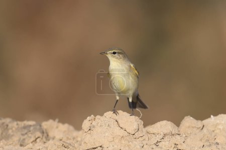 Photo for Migrant common chiffchaff (Phylloscopus collybita) shot close up on plant branches in natural habitat in soft morning light with blurred background - Royalty Free Image