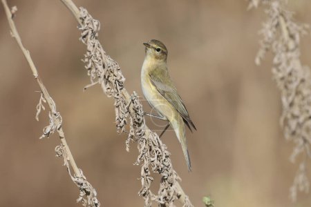 Photo for Migrant common chiffchaff (Phylloscopus collybita) shot close up on plant branches in natural habitat in soft morning light with blurred background - Royalty Free Image
