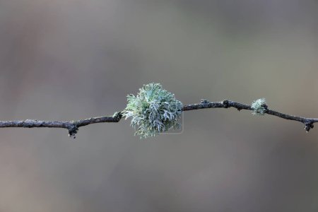 Pseudevernia furfuracea en forme de boule, communément appelée mousse d'arbre sur un fond flou sur une branche mince