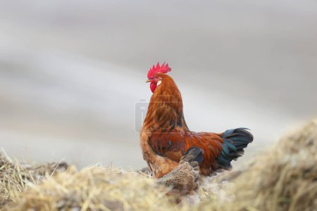 A beautifully plumed domestic rooster is shot close-up on a blurred background