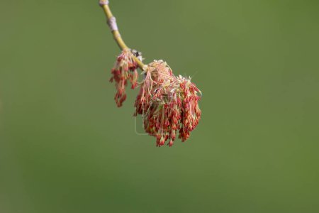 Inflorescencias de Acer negundo disparadas de cerca en suave luz de la mañana sobre un hermoso fondo borroso