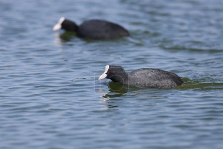 The Eurasian coot (Fulica atra) filmed swimming in blue water during breeding season. Close-up detailed photo