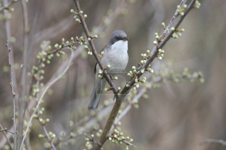 Various angles close-up photo of lesser whitethroat (Curruca curruca) in breeding plumage sitting on the branches of flowering trees and bushes