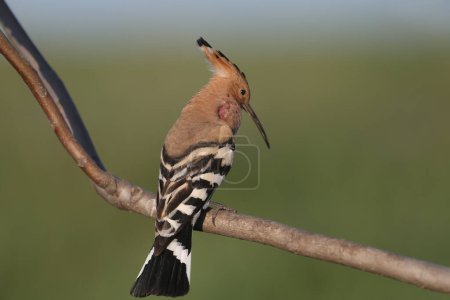 Adult male Eurasian hoopoe (Upupa epops) shot close-up during mating season sitting on a nut branch in soft morning light with blurred background